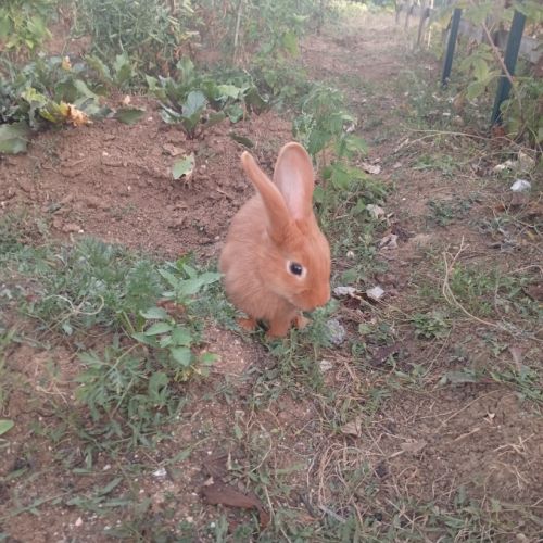 Lapin fauve de bourgogne #2