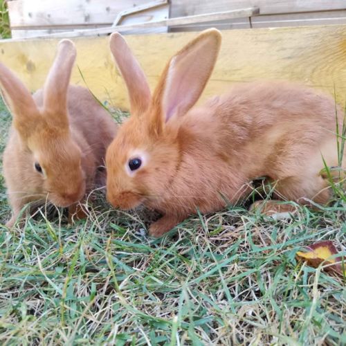 Lapin fauve de bourgogne