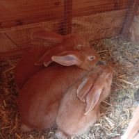 Lapin fauve de bourgogne #1