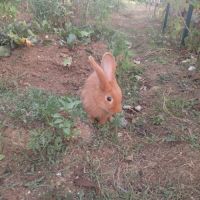 Lapin fauve de bourgogne #2