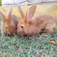 Lapin fauve de bourgogne #0