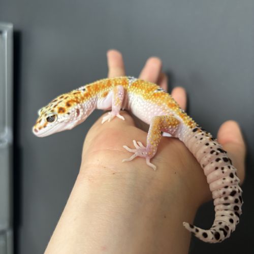 Gecko léopard #0