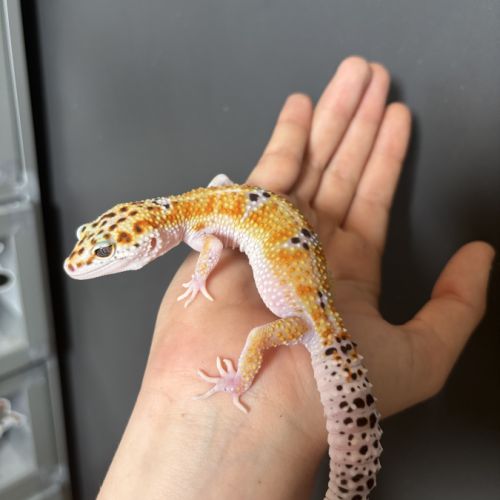 Gecko léopard #2
