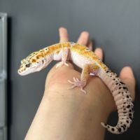 Gecko léopard