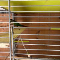 Conure molina