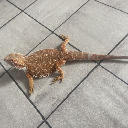 Pogona red orange #1