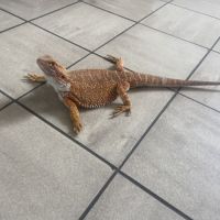 Pogona red orange #0