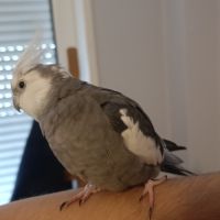 Calopsittes eam bagué. 4 ans