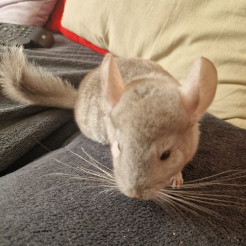 Bébé chinchilla
