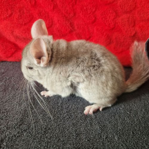 Bébé chinchilla #2