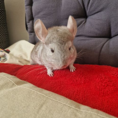 Bébé chinchilla #3