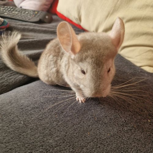 Bébé chinchilla #4