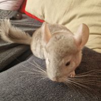 Bébé chinchilla #0