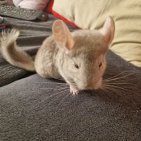 Bébé chinchilla #4