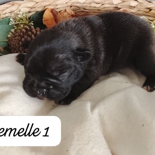 Adorables chiots bouledogues français lof