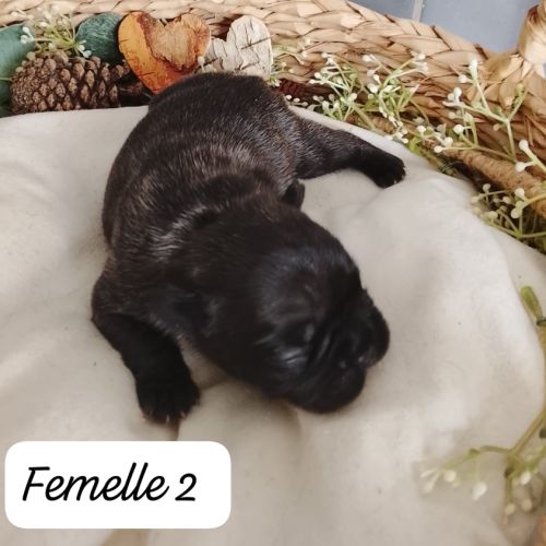 Adorables chiots bouledogues français lof #2