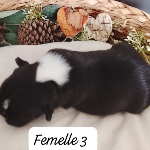 Adorables chiots bouledogues français lof #3
