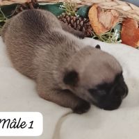 Adorables chiots bouledogues français lof #4