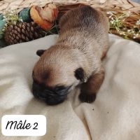 Adorables chiots bouledogues français lof #5