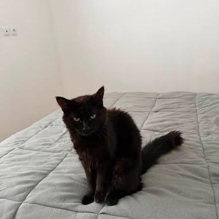 Chat nord à l adoption #0