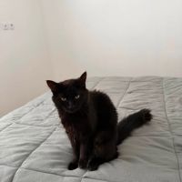 Chat nord à l adoption