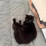 Chat nord à l adoption #2