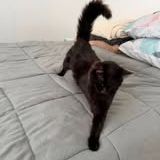 Chat nord à l adoption #3
