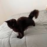 Chat nord à l adoption #4
