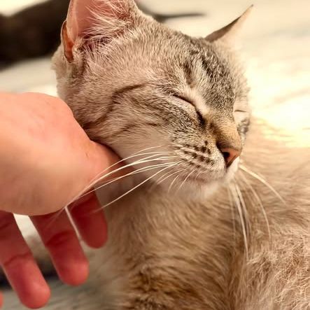 Chat oshka à l adoption #0