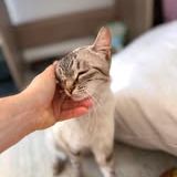 Chat oshka à l adoption #2