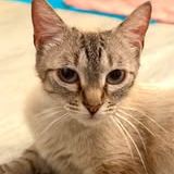 Chat oshka à l adoption #3