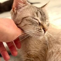 Chat oshka à l adoption