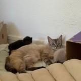 Chat oshka à l adoption #4