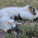 Chat tao à l adoption #3