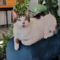 Chat tao à l adoption