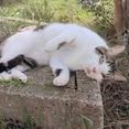Chat tao à l adoption #2