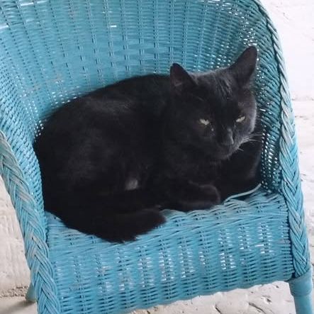 Chat minou à l adoption #0
