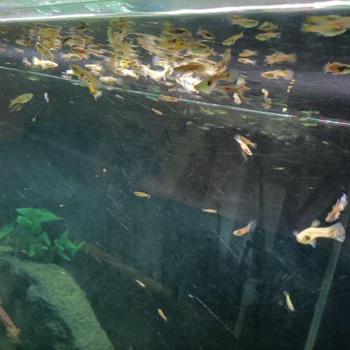 Guppys, alevins, jeunes mâles et femelles #1