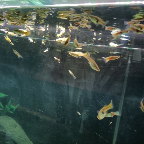 Guppys, alevins, jeunes mâles et femelles #2