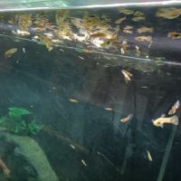 Guppys, alevins, jeunes mâles et femelles #1