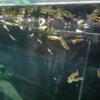 Guppys, alevins, jeunes mâles et femelles #2