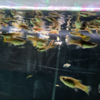 Guppys, alevins, jeunes mâles et femelles