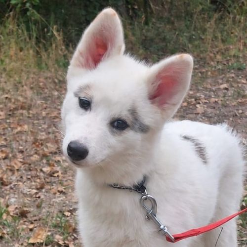 Chiot mâle pomsky dispo de suite #0