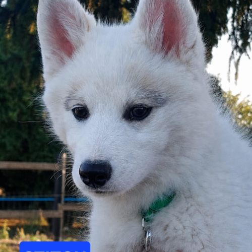 Chiot mâle pomsky dispo de suite #4