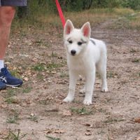 Chiot mâle pomsky dispo de suite #2