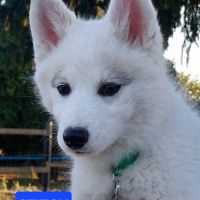 Chiot mâle pomsky dispo de suite #4