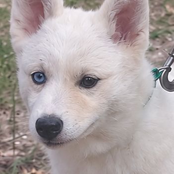 Chiot femelle pomsky dispo de suite #0