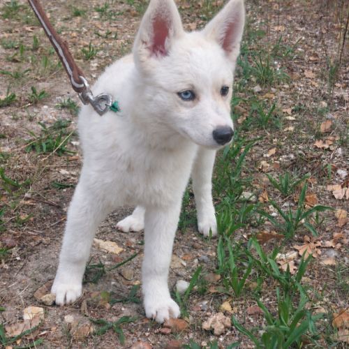 Chiot femelle pomsky dispo de suite #4