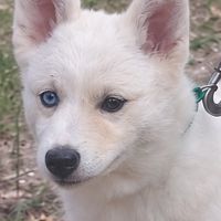 Chiot femelle pomsky dispo de suite