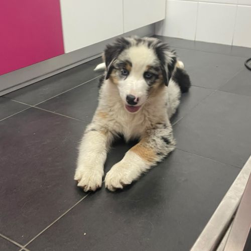 Chiots berger australien #0